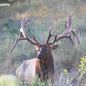 Meet your Posher, Don